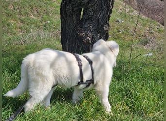 Safira – ein junges Hundemädchen sucht dich!