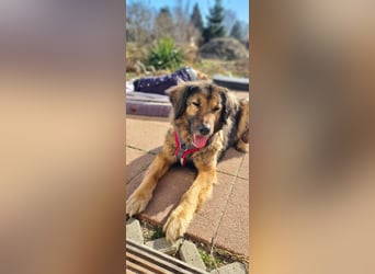 Senior Silas sucht seinen Ruhestand – ein souveräner Begleiter mit großem Herz