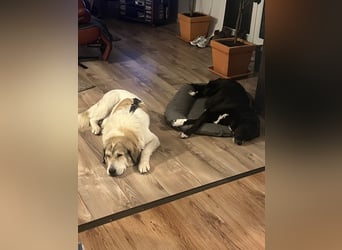 Gaia – eine treue Weggefährtin sucht ihr Für-immer-Zuhause