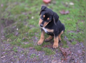 Cupcake - ein kleines Wunder mit großem Herzen