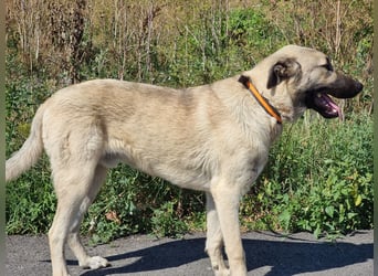 Nick – vom kleinen Kämpfer zum großen Herzenshund sucht seine Familie
