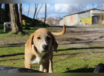 Vanilla - ein kleiner Sonnenschein auf vier Pfoten