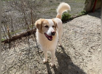 Liebevolles Zuhause für James gesucht
