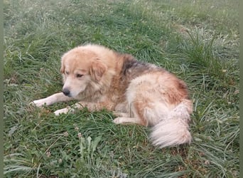 Leon – Ein sanfter Herzenshund mit ganz besonderen Augen