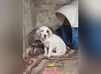 Snow -eine zarte Seele sucht ihr Glück