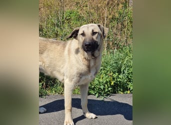 Nick – vom kleinen Kämpfer zum großen Herzenshund sucht seine Familie