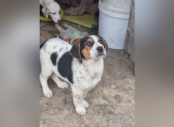 Mi - ein kleiner Bube sucht DICH