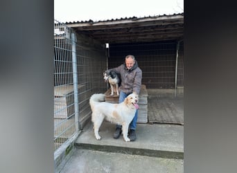 Ein cooler Typ - Attila wunderschön, stolz und selbstbewusst