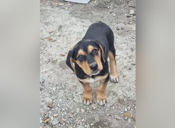 Potato – ein kleiner Charmeur sucht DICH