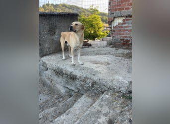 Hector - ein sanfter Riese mit einem riesengroßen Herzen