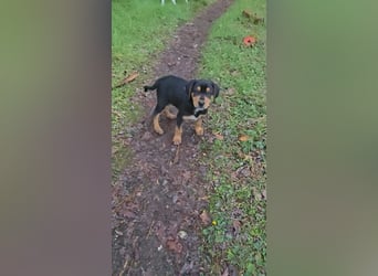 Cupcake - ein kleines Wunder mit großem Herzen