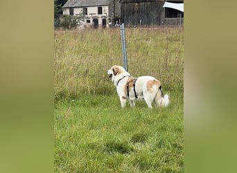 Gaia – eine treue Weggefährtin sucht ihr Für-immer-Zuhause