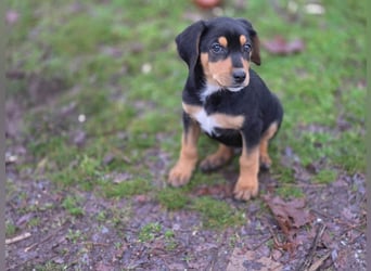 Cupcake - ein kleines Wunder mit großem Herzen