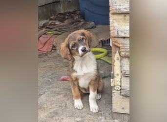 Chilli sucht ihren Menschen