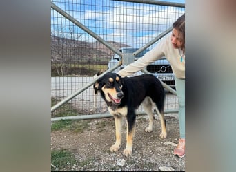 Rasvan - sanfter Riese sucht sein Glück