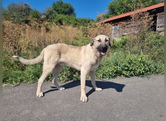 Nick – vom kleinen Kämpfer zum großen Herzenshund sucht seine Familie