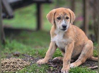 Vanilla - ein kleiner Sonnenschein auf vier Pfoten