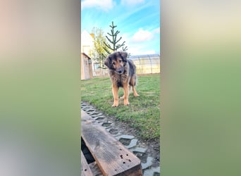 Senior Silas sucht seinen Ruhestand – ein souveräner Begleiter mit großem Herz