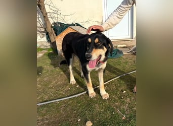 Rasvan - sanfter Riese sucht sein Glück