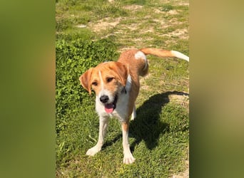 Karli - ein lebensfroher Familienhund sucht Dich!