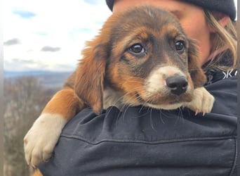 Chilli sucht ihren Menschen