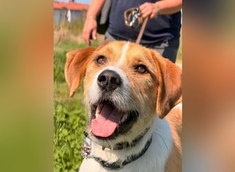 Karli - ein lebensfroher Familienhund sucht Dich!