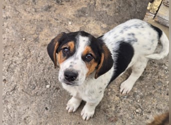 Mi - ein kleiner Bube sucht DICH