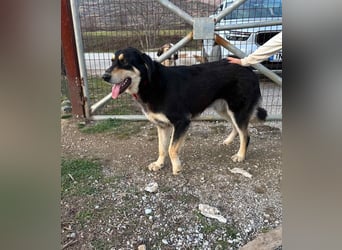 Rasvan - sanfter Riese sucht sein Glück