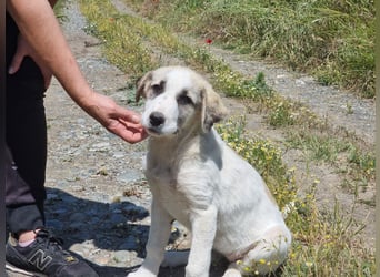Meli – kleine Kämpferin mit großem Herzen sucht ihr Zuhause