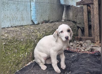 Snow -eine zarte Seele sucht ihr Glück