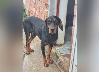 Fotis - sanfter Tanzbär voller Lebensfreude sucht sein Zuhause für immer!