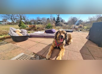 Senior Silas sucht seinen Ruhestand – ein souveräner Begleiter mit großem Herz