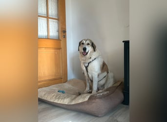 Gaia – eine treue Weggefährtin sucht ihr Für-immer-Zuhause