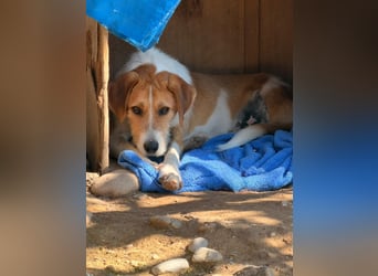 Karli - ein lebensfroher Familienhund sucht Dich!