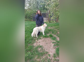 Ein cooler Typ - Attila wunderschön, stolz und selbstbewusst