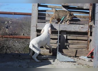 Snow -eine zarte Seele sucht ihr Glück