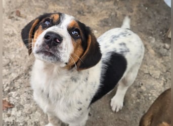 Mi - ein kleiner Bube sucht DICH