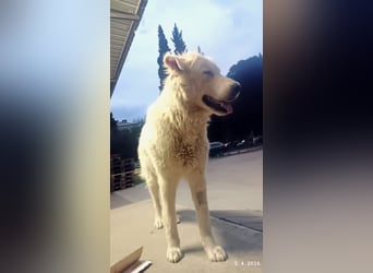 Duška wartet sehnsüchtig auf dich