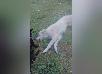 Duška wartet sehnsüchtig auf dich