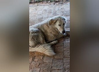 Duška wartet sehnsüchtig auf dich