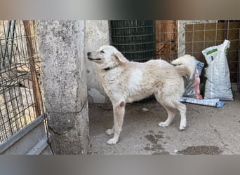 Duška wartet sehnsüchtig auf dich