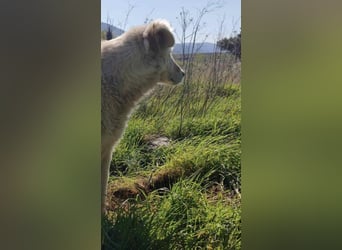 Duška wartet sehnsüchtig auf dich