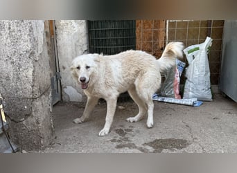 Duška wartet sehnsüchtig auf dich