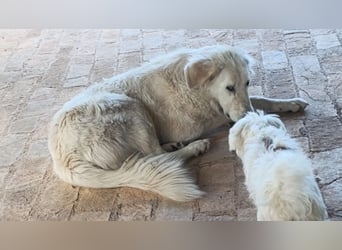 Duška wartet sehnsüchtig auf dich