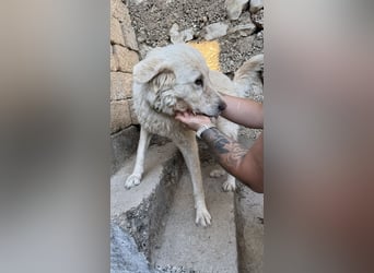 Duška wartet sehnsüchtig auf dich