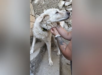 Duška wartet sehnsüchtig auf dich