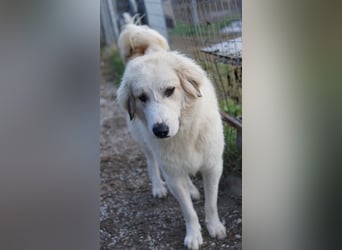 Bacardi, geb. ca. 04/2021, lebt in GRIECHENLAND, im städt. Tierheim Serres