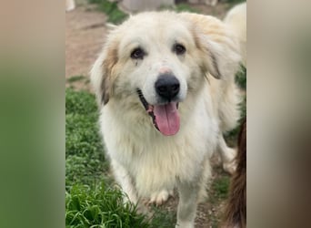 Bacardi, geb. ca. 04/2021, lebt in GRIECHENLAND, im städt. Tierheim Serres