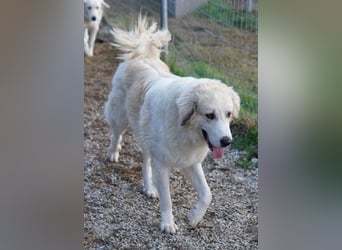 Bacardi, geb. ca. 04/2021, lebt in GRIECHENLAND, im städt. Tierheim Serres