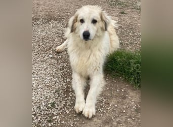 Bacardi, geb. ca. 04/2021, lebt in GRIECHENLAND, im städt. Tierheim Serres